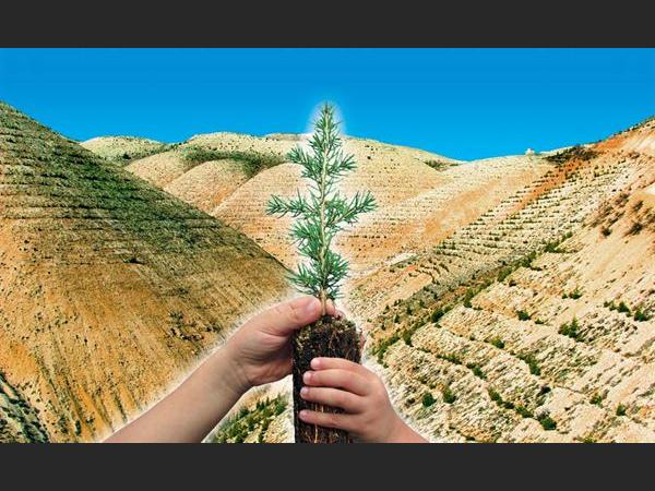 ÖZEL AĞAÇLANDIRMA ÇALIŞMALARINDA SÜREÇ